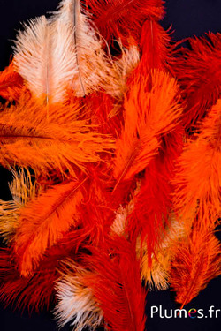 Struzzo Bellies - 5-10 cm - misto arancione